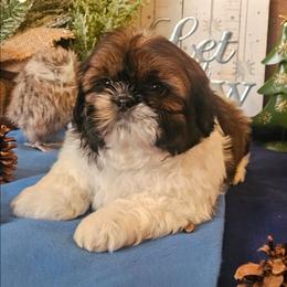 Boy 1(Donner) - Red and white male Shih Tzu puppy in North Carolina from WillowCreek Mountain View Shih Tzu