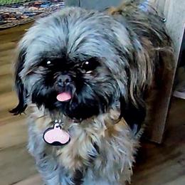 Lizzie - Shih Tzu