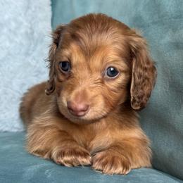 Ash AKC 3500.00 - Chocolate male Dachshund puppy in Krum, Texas from Tired Chef Dachshunds