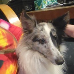 Jasper - Shetland Sheepdog