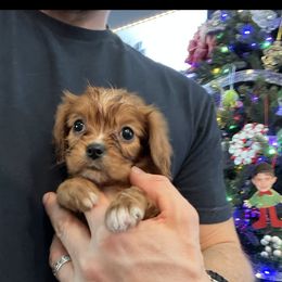 Cavalier King Charles Spaniel and Cavapoo Puppies from Texas Cavalier King Charles Spaniels Manard Enterprises