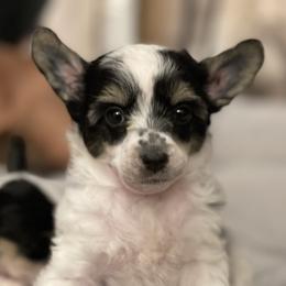 Chinese Crested Puppies from Willow Creek Cresteds, Riverview Doodles