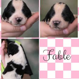 Fable - Black and white female English Springer Spaniel puppy in Florida from Thunderbird Springers