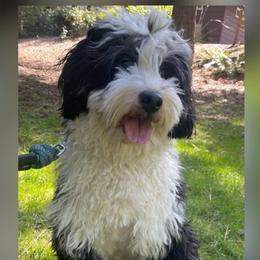 Bernadette - Bernedoodle