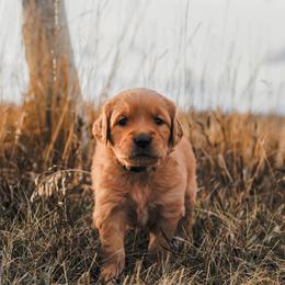 Golden Retriever Puppies from Summit Canine Breeding