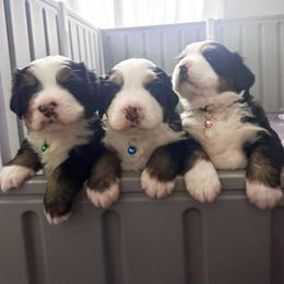 Bernese Mountain Dog Puppies from Red Bridge Berners