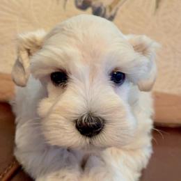 Ruby - Wheaten female Miniature Schnauzer puppy in Byron, Georgia from Smilee Schnauzers