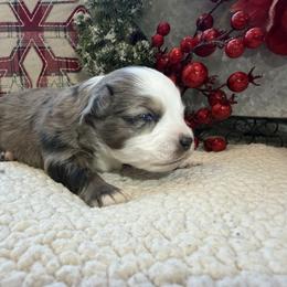 Dancer - Blue merle male Toy Australian Shepherd puppy in Aurora, Missouri from Sweet Peach Puppies