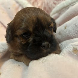 Jelly - Brown female Shihpoo puppy in Howard City, Michigan from Petite Joie Puppies