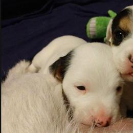 Jack Russell Terrier Puppies from Avalanche Acres