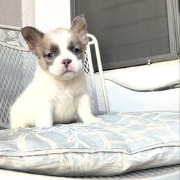 Teddy - Fawn and white male French Bulldog puppy in Peoria, Arizona from A Quality French Bulldogs AZ