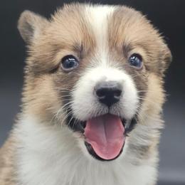 Ryder - White and red male Pembroke Welsh Corgi puppy in Tomball, Texas from Larsen Loved Corgis
