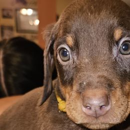 Yellow boy - Doberman Pinscher puppy in Georgia from Jeti Dobermans