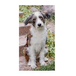 Aggie - Aussiedoodle