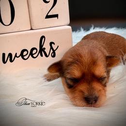 Chocolate girl - Chocolate and tan female Yorkshire Terrier puppy in Machesney Park, Illinois from Three Yorkie Family