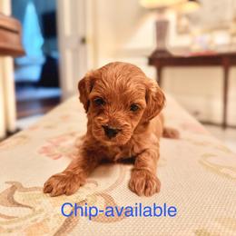 Chip - Red male Cavapoo puppy in North Carolina from Waggin Tails
