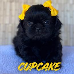 Cupcake - Black female Shih Tzu puppy in San Tan Valley, Arizona from My Puppy Tzu