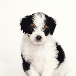 Orange - Black tri-color male Aussiedoodle puppy in Slc, Utah from Timp Doodles