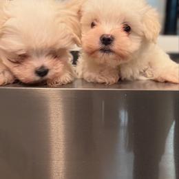 Maltese All Grown Up from Bichoncitos Malteses ❤️