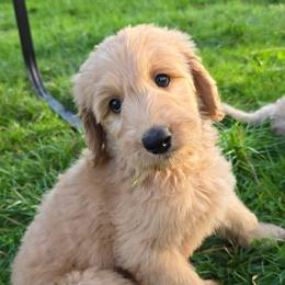 Lance - Apricot male Goldendoodle puppy in Georgetown, Tennessee from Georgetown Designer & Purebred Puppies