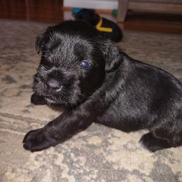 Miniature Schnauzer Puppies from Shenandoah Schnauzers