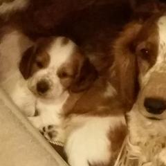 Labrador Retriever and Welsh Springer Spaniel Puppies from Puget Sound Labrador Retriever Association