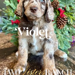 Violet - female Newfypoo puppy in Jackson, Missouri from Two Sisters Ranch, LLC