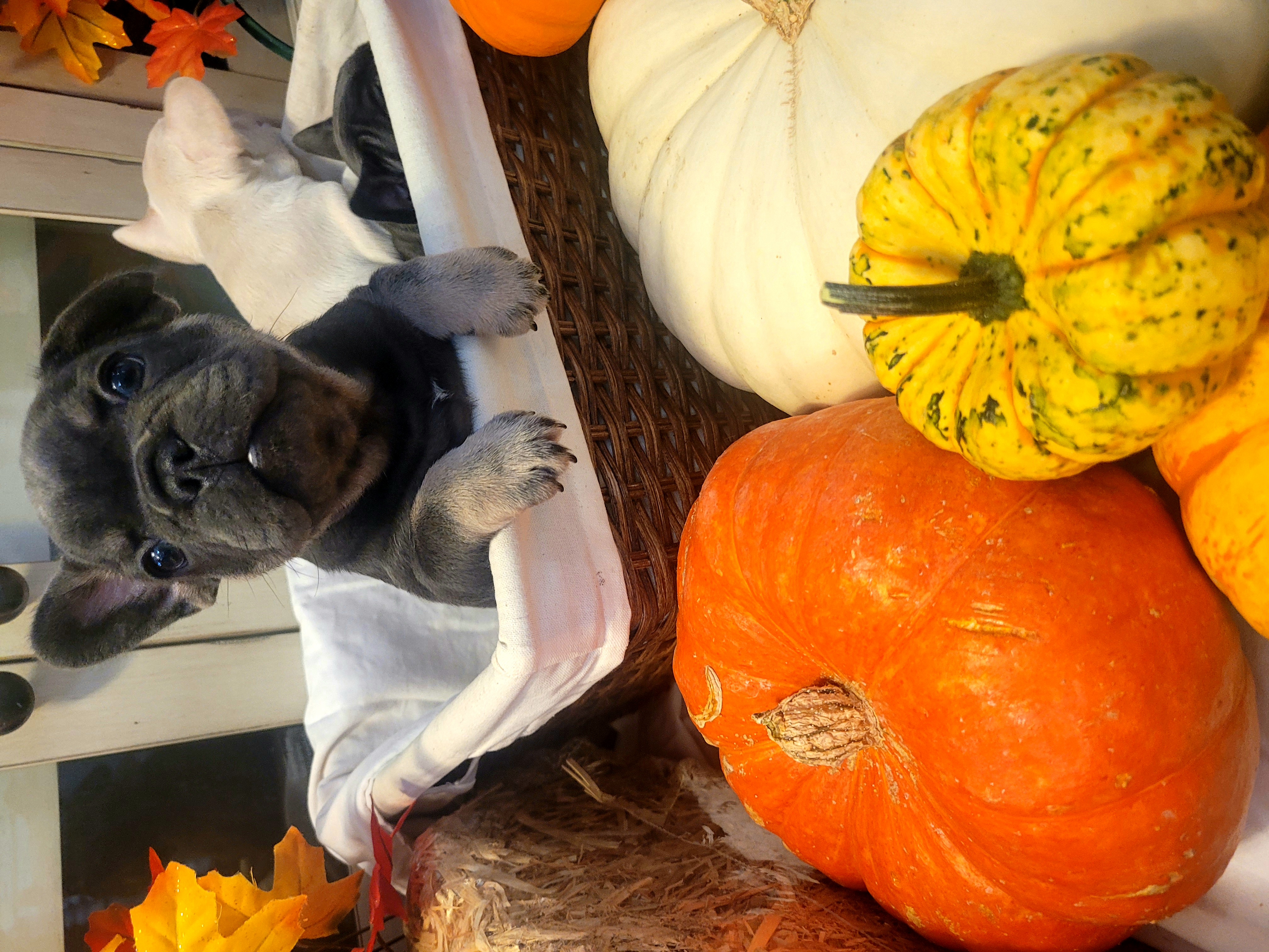 French Bulldogs from Shelby's French Bulldogs