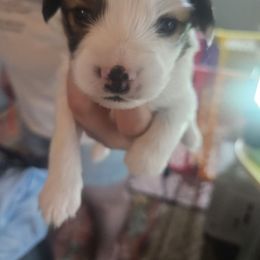 Cheeto - White black and tan male Papillon puppy in Middletown, New York from Patti's Pappi Puppies  (Puppies due end of July!!!)