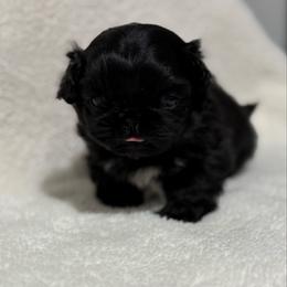 Girl 1 - Black female Pekingese puppy in Clinton, Tennessee from Gracelands Pekingese