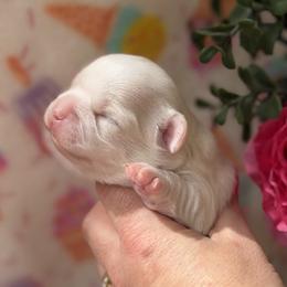 Pearl - Fawn and white female Chihuahua puppy in Brooksville, Florida from Daystars Chihuahuas