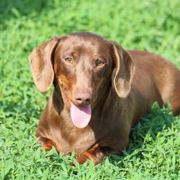 Poppy - Dachshund