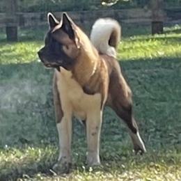 Spartacus - Akita