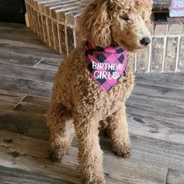 Poodle All Grown Up from M and M Standard Poodles