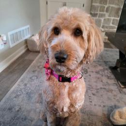 Maggie - Goldendoodle