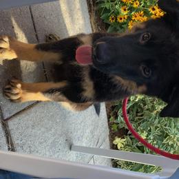 German Shepherd Puppies from Wurdevoll Kennels