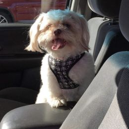 Shih Tzus from Frances Middlesworth's Shih Tzu's