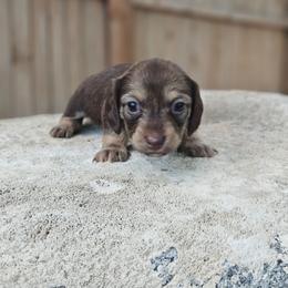 Ziti 3250 - Cream female Dachshund puppy in Anaconda, Montana from Montana Country Dachshunds