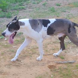 Khalon - Great Dane