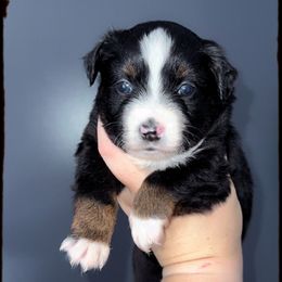 Melody - Black tri female Miniature Australian Shepherd puppy in Liberty, Mississippi from Liberty Oaks Aussies and Dachshunds