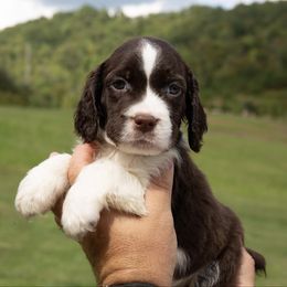 Kai - Liver and white male English Springer Spaniel puppy in Manchester, Kentucky from Appalachian Kennels