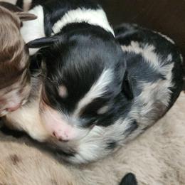 Daisey - Black and white female Aussiedoodle puppy in Mount Clare, West Virginia from Pineview Farms Australian Shepherds