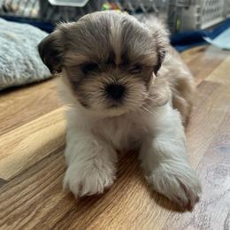 Boy 1 - Tricolor male Shih Tzu puppy in Silver Spring, Maryland from Saraya’s Shih Tzus