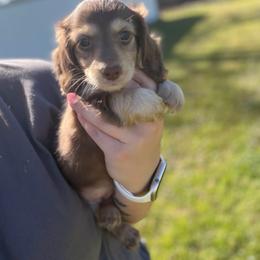 Plumette - Chocolate and cream female Dachshund puppy in Mc Alester, Ok, Oklahoma from New Hope Miniature Dachshunds