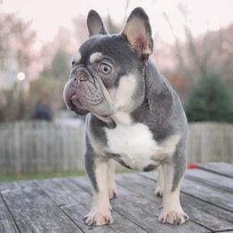 Anuel - French Bulldog