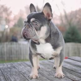 Anuel - French Bulldog