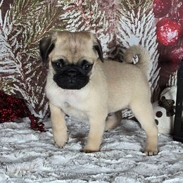 Rudolph - Fawn male Pug puppy in Atwood, Illinois from Peace Road Puppies