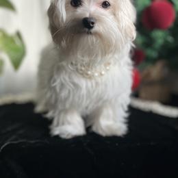 Elara - White and lemon female Maltese puppy in Hesperia, California from House of Poodles