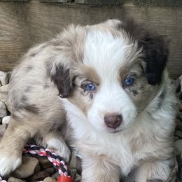 Miniature Australian Shepherd and Toy Australian Shepherd Puppies from Rye Hill Aussies
