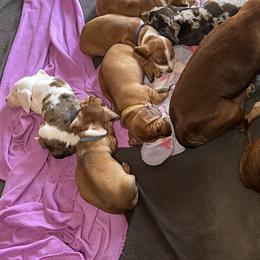 Dachshund Puppies from Witchy Woman’s Wiener’s
